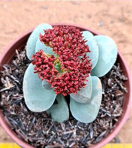 Crassula morgans beauty