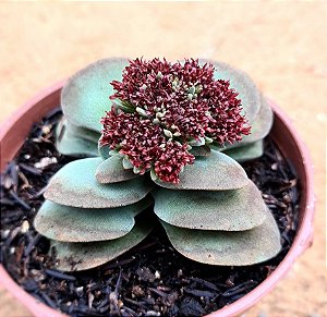 Crassula morgans beauty