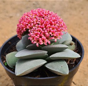 Crassula morgans beauty
