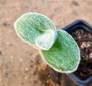 Tradescantia sillamontana - Suculenta "teia-de-aranha"
