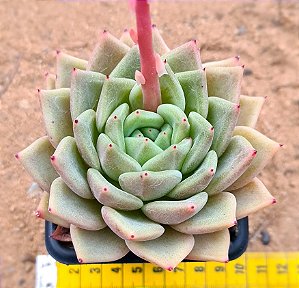Echeveria julieta