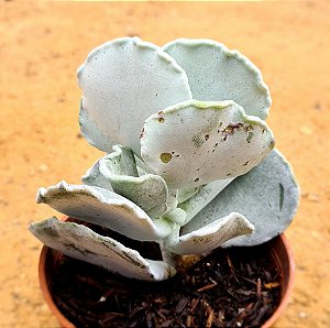 Cotyledon undulata