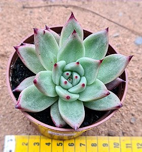 Echeveria honey pink