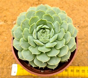 Echeveria red hole
