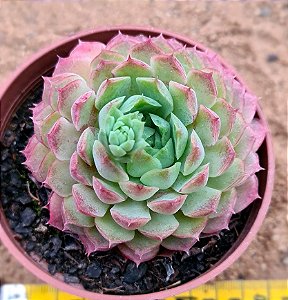 Echeveria red hole