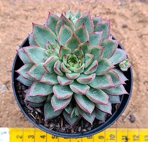 Echeveria mebina