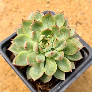 Echeveria mebina