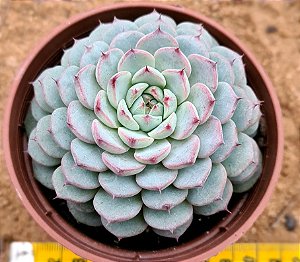 Echeveria minima white