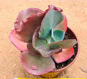 Echeveria gibiflora bumps