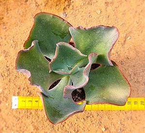 Echeveria gibiflora bumps