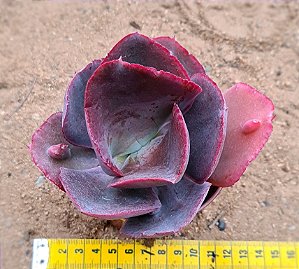Echeveria gibiflora bumps
