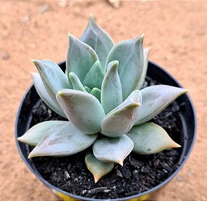 Echeveria compassion