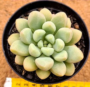 Echeveria candy bean