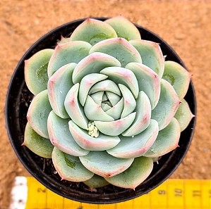 Echeveria cristal rose