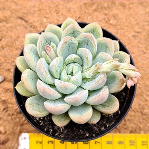 Echeveria Elsa