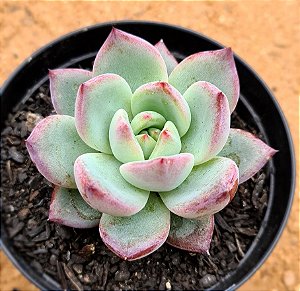 Echeveria blood parrot