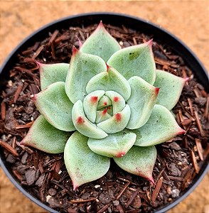 Echeveria Mercury