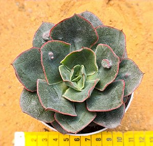 Echeveria meteor shower