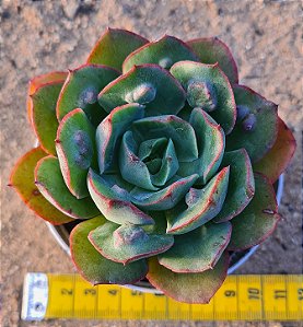 Echeveria meteor shower