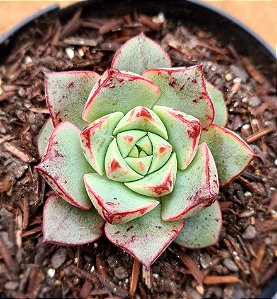 Echeveria Nacre