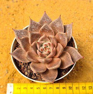 Echeveria tobarensis romeo