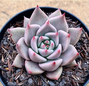 Echeveria tobarensis romeo