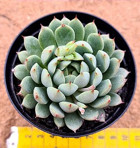 Echeveria dream cluster