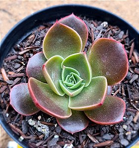 Echeveria relena