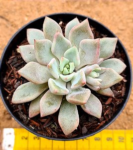 Graptoveria orange sherbert