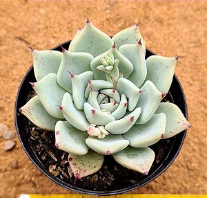 Echeveria malasanta