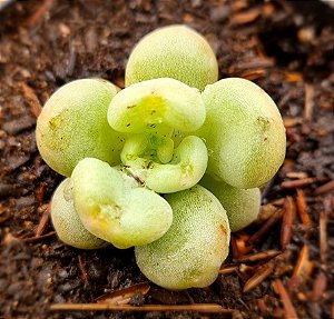Echeveria bill gates