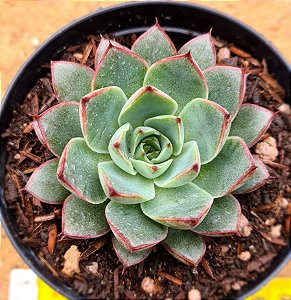 Echeveria endorphin