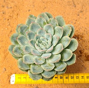 Echeveria strawberry ice