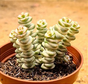 Crassula marnieriana variegata