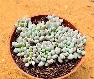 Graptopetalum blue bean