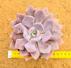 Graptoveria debbie