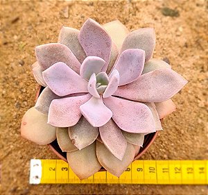 Graptoveria debbie