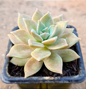 Sedum crepúsculo