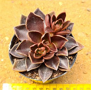 Echeveria racemosa