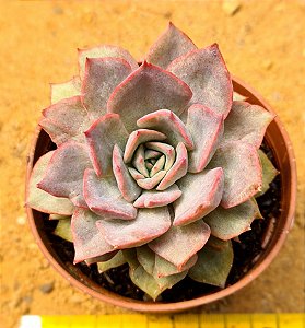 echeveria summer