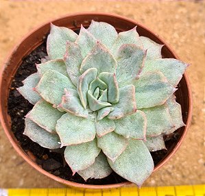 echeveria summer