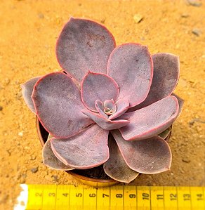 Echeveria linn