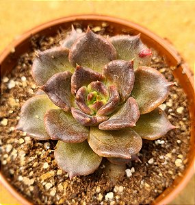 Echeveria super bowl