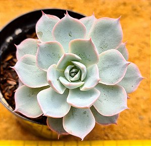 Echeveria canadian