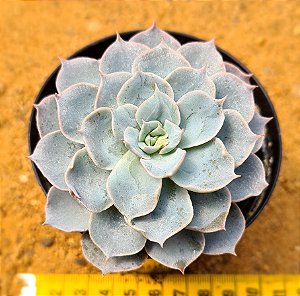 Echeveria canadian