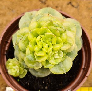 Sedeveria rolly variegata