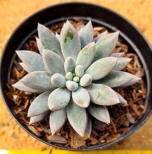 Pachyphytum devil fingers