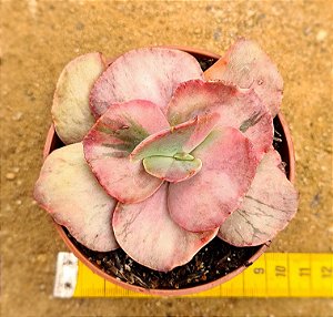 Echeveria only one