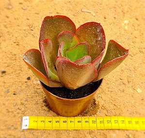 Echeveria gibbiflora big red