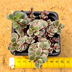 Sedum spurium tricolor